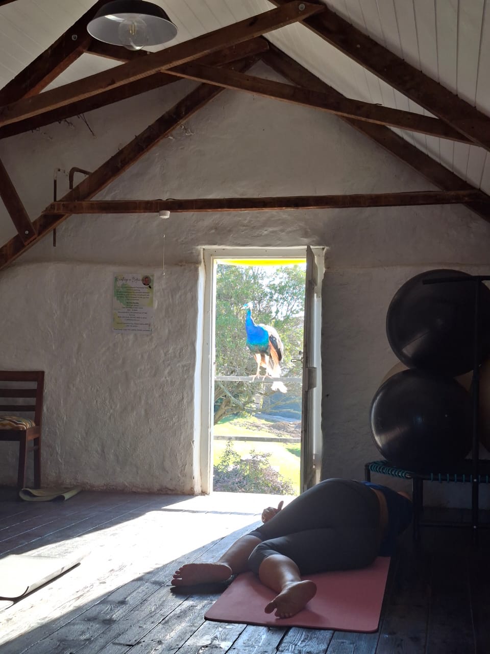 The BounceBack SA studio, with a visiting peacock outside